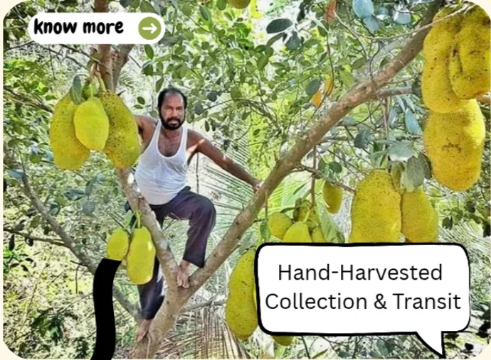 island touch sources